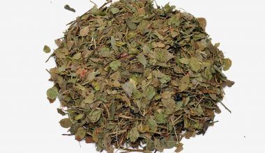 Comprar hojas de arándano. Tienda online de plantas medicinales y herboristería