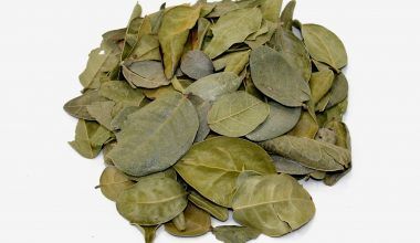 Comprar Hojas de Boldo. Tienda online El Reloj. Especialistas en plantas medicinales y herboristería