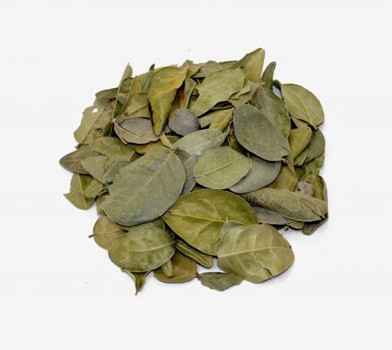 Comprar Hojas de Boldo. Tienda online El Reloj. Especialistas en plantas medicinales y herboristería