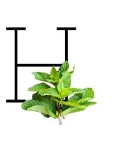 H - Especias, hierbas y frutos secos de la A a la Z